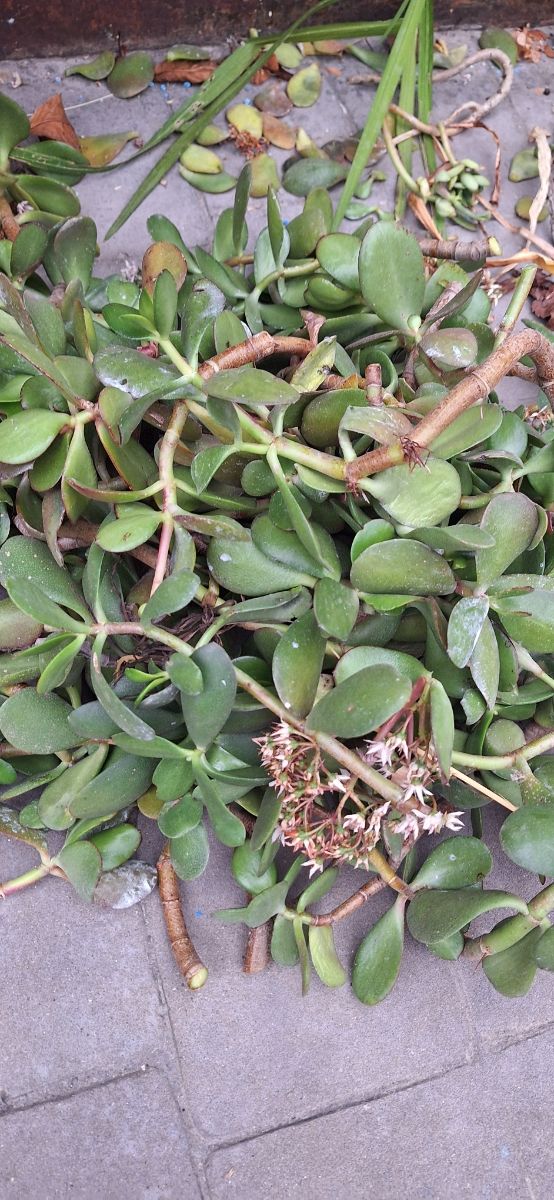 Regalo esquejes de plantas