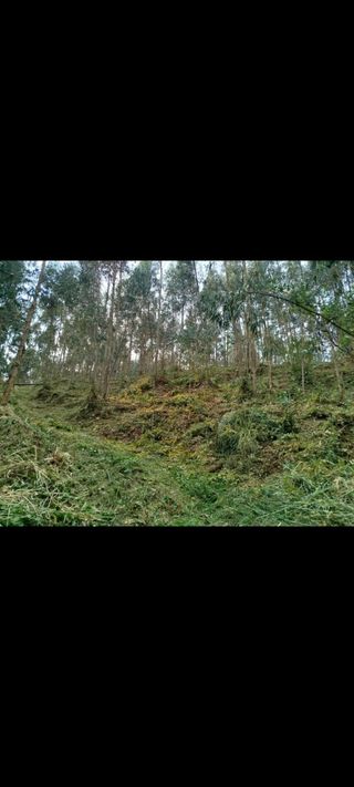 Desbroces,podas y más