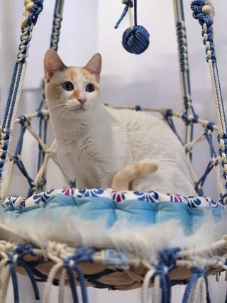 Silla colgante XL para gato