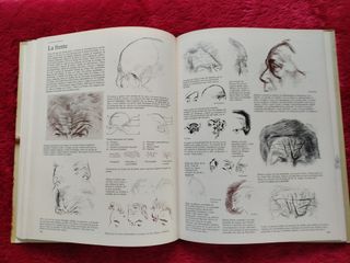 DIBUJAR CON LOS GRANDES MAESTROS.