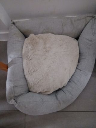 Cama grande gato