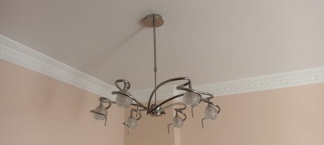 Echeveria elegans, suculenta, muchísimos hijuelos.