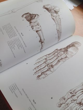 Esc.de dibujo: Anatomía humana