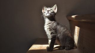 Cámara Nikon D3100 y objetivo