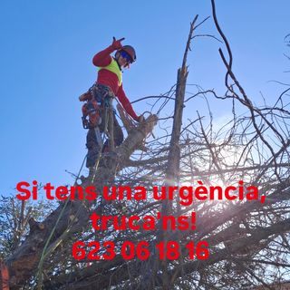 Poda i tala d'urgències 24h!