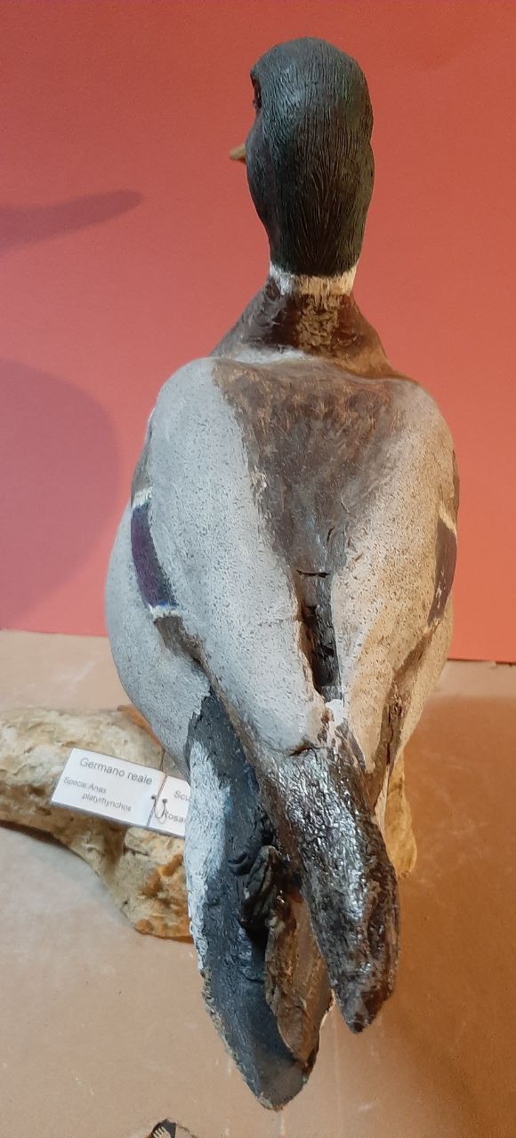 Germano reale in scultura di argilla e dim. reali