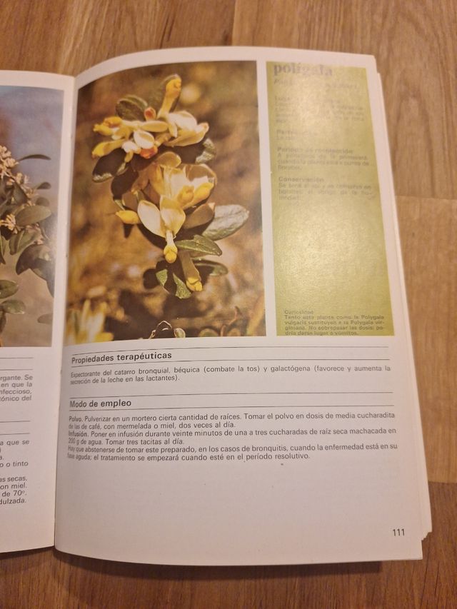 Plantas y Flores medicinales