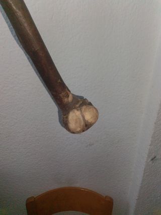 Vara bastón cachaba 