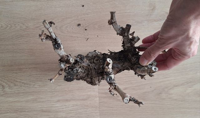 Tronco de parra, tanuki