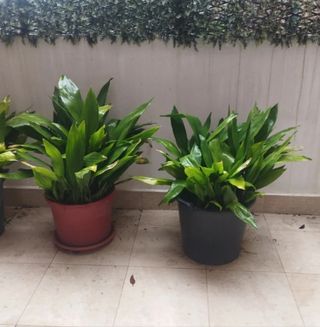 Planta aspidistra