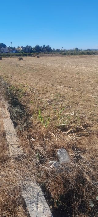 Se alquila terreno rústico para cultivo en Albal