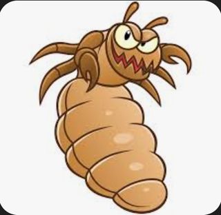 Se limpian cabezas de piojos a domicilio