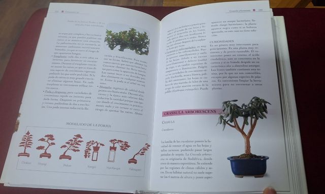 Cuidados del Bonsái: Una Guía Completa para el Cuidado del Bonsái, un Jardín en Miniatura Mimado con Arte (Spanish Edition)