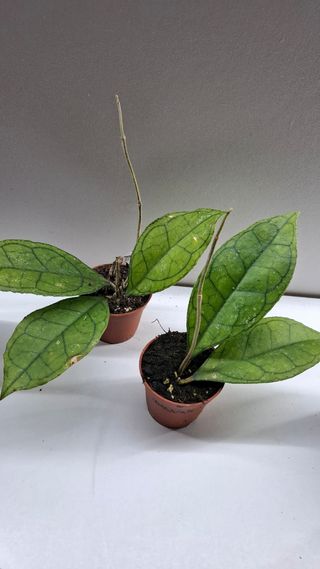 Hoya Finlaysonii  Sarawak