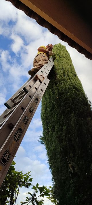 Control de plagas en césped