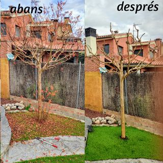 Control de plagas en césped