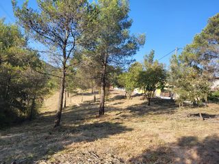 Limpieza de bosques