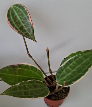 Hoya Latifolia albomarginata variegata