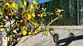 Casa adosada en venta en Polinyà