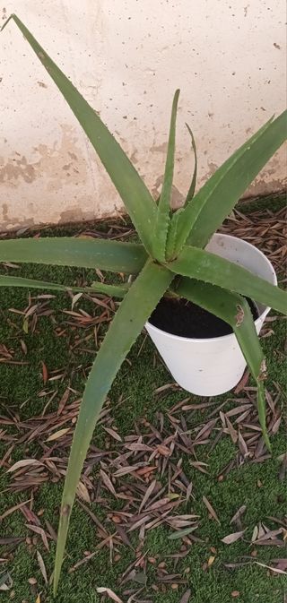 Aloe Vera