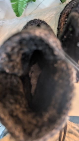 Mou Eskimo lentejuela 37