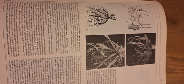 STRASBURGER,TRATADO DE BOTANICA,  35 EDI