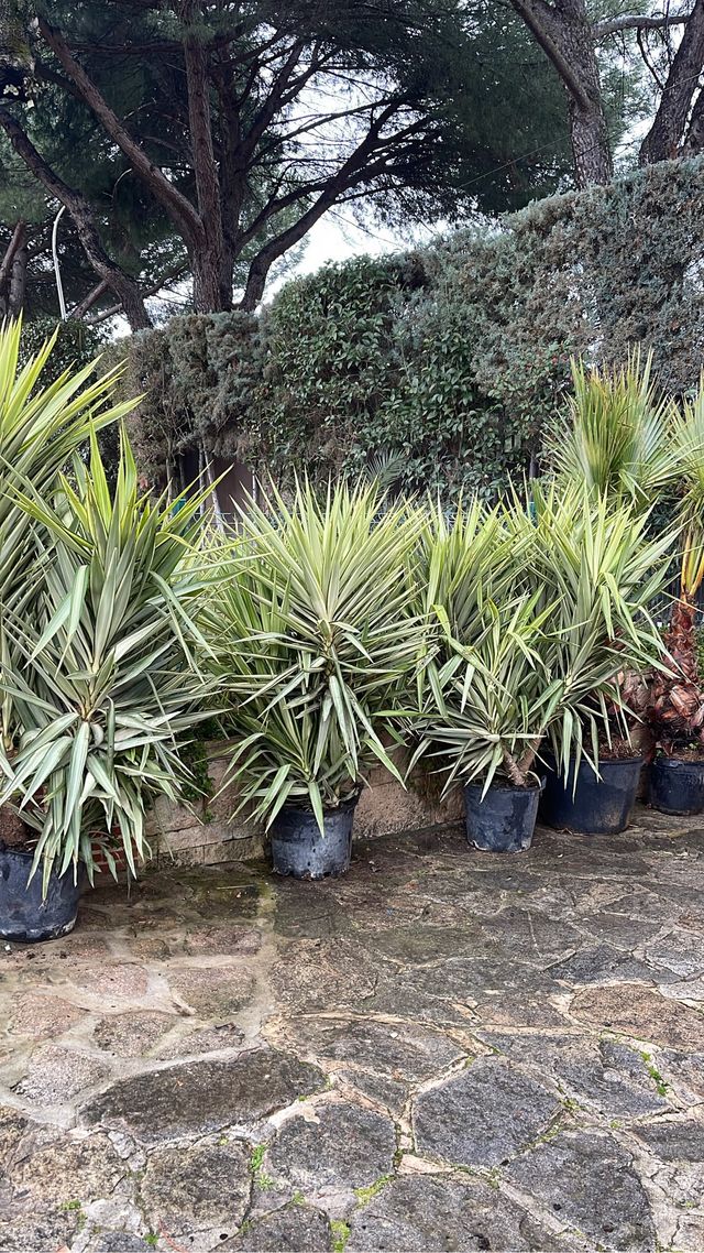 Plantas yucca jewel 2m