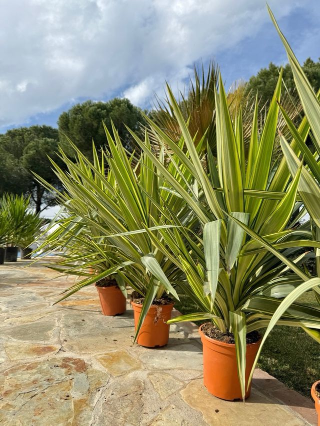Plantas yucca jewel 2m