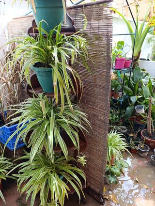 Colección Torre de Cintas