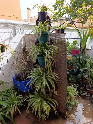 Colección Torre de Cintas