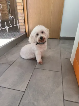 Peluquería canina y felina Manresa