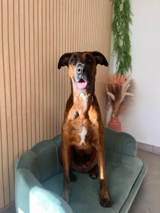 Peluquería canina y felina Manresa