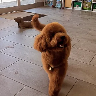 Peluquería canina y felina Manresa