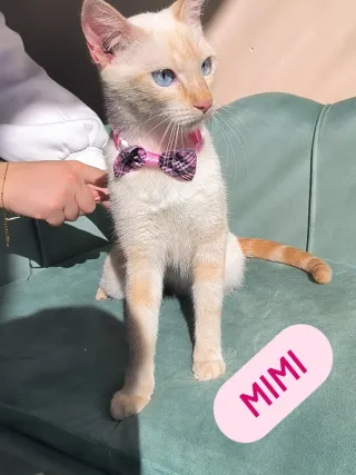 Peluquería canina y felina Manresa