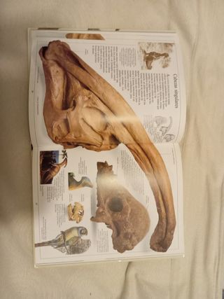 Los Dinosaurios (Eyewitness Series in Spanish) (Spanish Edition)