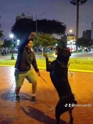 Paseador de perros- Educador canino