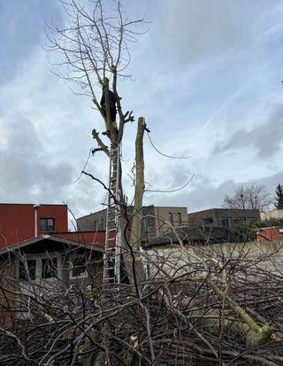 Limpieza de parcelas poda de árboles