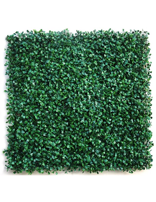 Mugar- Jardín Vertical Soleirolia- 4 piezas de 50c