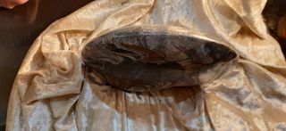 Ammonites fosil caracol