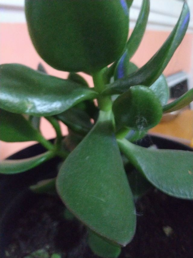 Cactus Verde Natural