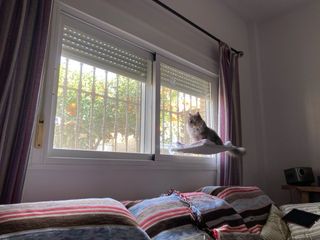 Cama hamaca de ventana para gatos