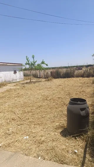 Jardinería, poda y desbroces en zona de Sevilla.