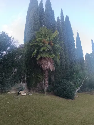 Jardinería, poda y desbroces en zona de Sevilla.