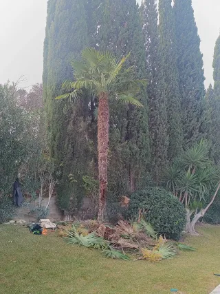 Jardinería, poda y desbroces en zona de Sevilla.