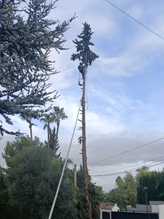 Jardinería, poda y desbroces en zona de Sevilla.