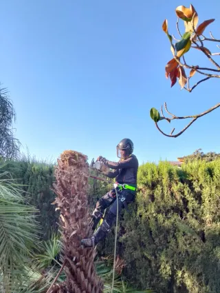 Jardinería, poda y desbroces en zona de Sevilla.