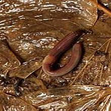 Abono Humus de lombriz 20 Kg.