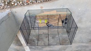 Jaula hamster