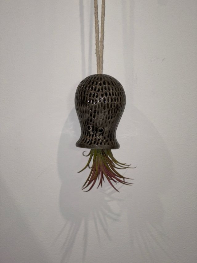 Maceta pulpo plantas aereas o colgantes