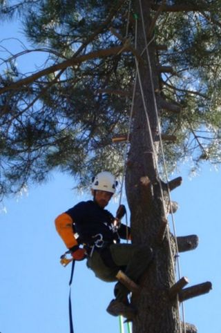 Poda y tala de arboles